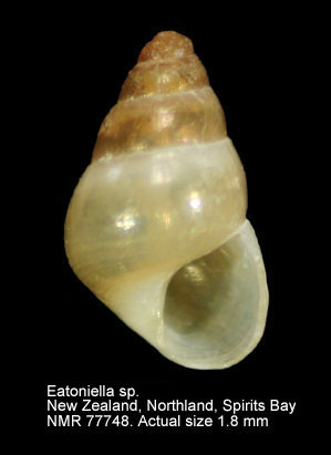 Eatoniella sp.jpg - Eatoniella sp. Dall,1876
